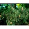 Østrigsk Fyr 'Nigra' Pinus Nigra Ssp. 'Nigra' Trådklump,- 175-200 Cm. -Siriu Planter Butik mi3953 pinus nigra e7db