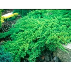 Japansk Enebær 'Nana' Juniperus Procumbens 'Nana' Potte 3,0 Liter,- 25-30 Cm. -Siriu Planter Butik mi3985 juniperus procumbens nana ce56