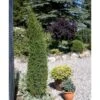 Almindelig Enebær 'Arnold' Juniperus Communis 'Arnold' Potte 2,0 Liter,- 40-60 Cm. -Siriu Planter Butik mi4158 juniperus communis arnold 45bf
