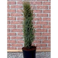 Almindelig Enebær 'Arnold' Juniperus Communis 'Arnold' Potte 2,0 Liter,- 40-60 Cm. -Siriu Planter Butik mi4158 juniperus communis arnold 9fc0