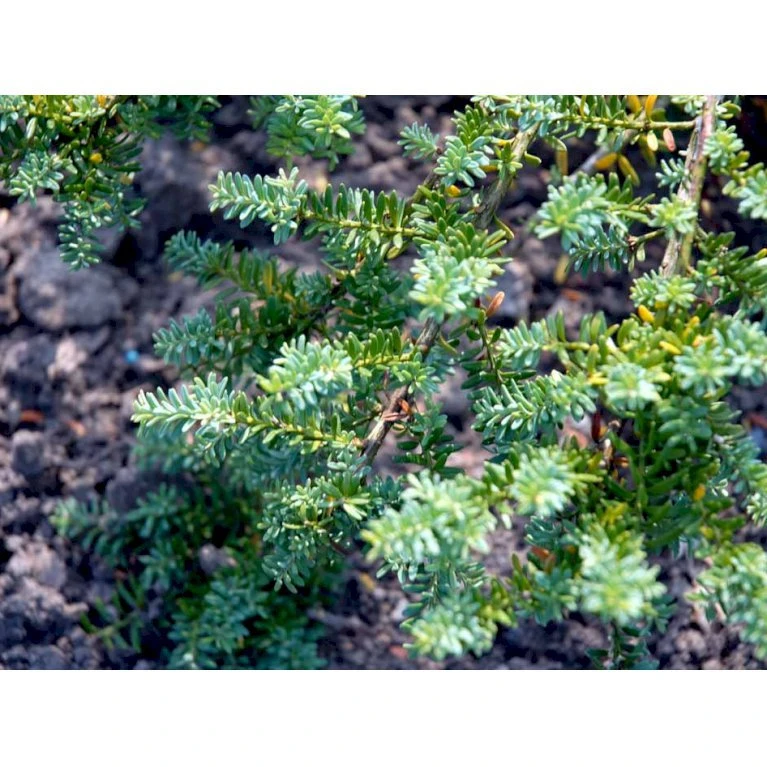 Dværg Stentaks 'Blue Gem' Podocarpus Lawrencii 'Blue Gem' Potte 3,0 Liter,- 20-25 Cm. 6 Dværg Stentaks 'Blue Gem' Podocarpus Lawrencii 'Blue Gem' Potte 3,0 Liter,- 20-25 Cm. - Billede 4