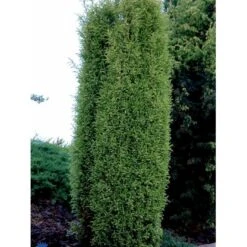 Almindelig Enebær 'Gold Cone' Juniperus Communis 'Gold Cone' Potte 2,0 Liter,- 30-40 Cm.