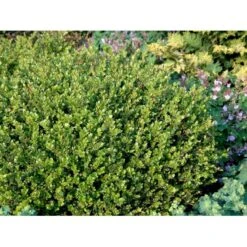 Buksbom 'Faulkner' Til Hæk Buxus Sempervirens 'Faulkner' Potte 3,5 Liter 20-30 Cm. -Siriu Planter Butik mi420 buxus microphylla faulkner 0fc5