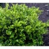 Buksbom 'Faulkner' Til Hæk Buxus Sempervirens 'Faulkner' Potte 3,5 Liter 20-30 Cm. 1 Buksbom 'Faulkner' Til Hæk Buxus Sempervirens 'Faulkner' Potte 3,5 Liter 20-30 Cm. -Siriu Planter Butik mi420 buxus microphylla faulkner b2f0