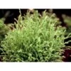 Thuja 'Mr Bowling Ball' Thuja Occidentalis 'Mr Bowling Ball'(dværgform) Potte 5,0 Liter,- 40-50 Cm. -Siriu Planter Butik mi4231 thuja occidentalis mr bowling ball d91b