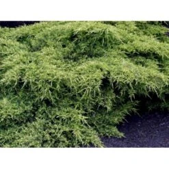 Kinesisk Enebær 'Old Gold' Juniperus Chinensis 'Old Gold' Potte 2,0 Liter,- 20-25 Cm. -Siriu Planter Butik mi4288 juniperus chinensis old gold 26cd