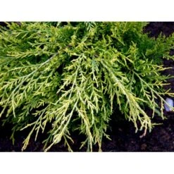 Kinesisk Enebær 'Old Gold' Juniperus Chinensis 'Old Gold' Potte 2,0 Liter,- 20-25 Cm. -Siriu Planter Butik mi4288 juniperus chinensis old gold 28e4