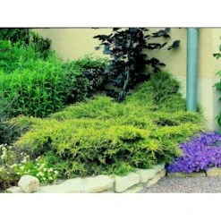 Kinesisk Enebær 'Old Gold' Juniperus Chinensis 'Old Gold' Potte 2,0 Liter,- 20-25 Cm. -Siriu Planter Butik mi4288 juniperus chinensis old gold 4a5f