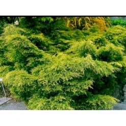 Kinesisk Enebær 'Old Gold' Juniperus Chinensis 'Old Gold' Potte 2,0 Liter,- 20-25 Cm. -Siriu Planter Butik mi4288 juniperus chinensis old gold 70ad