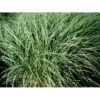 Dværg Elefantgræs 'Yaku Jima' Miscanthus Sinensis 'Yaku Jima' 3,0 Liter Potte -Siriu Planter Butik mi4331 miscanthus sinensis yaku jima d3dc