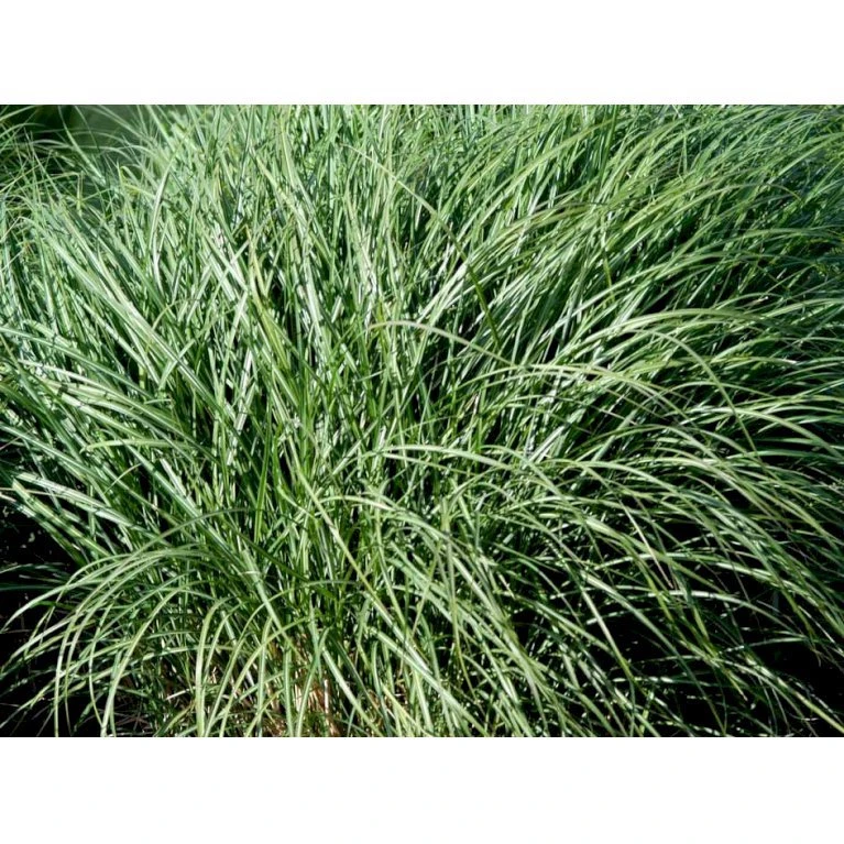 Dværg Elefantgræs 'Yaku Jima' Miscanthus Sinensis 'Yaku Jima' 3,0 Liter Potte 3 Dværg Elefantgræs 'Yaku Jima' Miscanthus Sinensis 'Yaku Jima' 3,0 Liter Potte