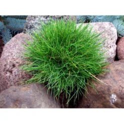 Bjørnegræs Festuca Gautieri (scoparia) 1 Liter Potte -Siriu Planter Butik mi4514 festuca gautieri 07ea