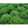 Bjørnegræs Festuca Gautieri (scoparia) 1 Liter Potte -Siriu Planter Butik mi4514 festuca gautieri 5890