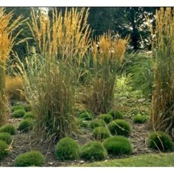 Bjørnegræs Festuca Gautieri (scoparia) 1 Liter Potte -Siriu Planter Butik mi4514 festuca gautieri c949