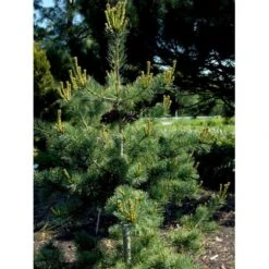 Penselfyr 'Negishi' Pinus Parviflora 'Negishi' Potte 12 Liter,- 40-60 Cm. -Siriu Planter Butik mi4648 pinus parviflora negishi 07b6