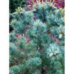 Penselfyr 'Negishi' Pinus Parviflora 'Negishi' Potte 12 Liter,- 40-60 Cm. -Siriu Planter Butik mi4648 pinus parviflora negishi 204c