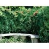 Leyland Cypres Cupressocyparis Leylandii Med Klump,- 125-150 Cm. 1 Leyland Cypres Cupressocyparis Leylandii Med Klump,- 125-150 Cm. -Siriu Planter Butik mi4889 cupressocyparis leylandii 2764