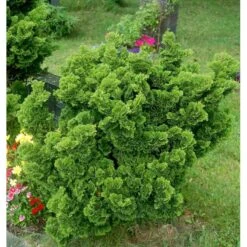 Solcypres 'Nana Gracilis' Chamaecyparis Obtusa 'Nana Gracilis' Potte 2,0 Liter,- 12-15 Cm. -Siriu Planter Butik mi526 chamaecyparis obtusa nana gracilis 5bb8
