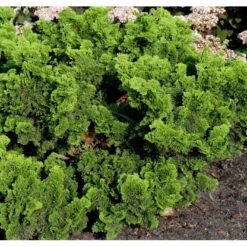 Solcypres 'Nana Gracilis' Chamaecyparis Obtusa 'Nana Gracilis' Potte 2,0 Liter,- 12-15 Cm. -Siriu Planter Butik mi526 chamaecyparis obtusa nana gracilis 8401