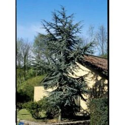 Libanon Ceder 'Glauca' Cedrus Libani 'Glauca' Potte 15 Liter,- 125-150 Cm. -Siriu Planter Butik mi5432 cedrus libani nana 16f2