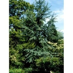 Libanon Ceder 'Glauca' Cedrus Libani 'Glauca' Potte 15 Liter,- 125-150 Cm. -Siriu Planter Butik mi5432 cedrus libani nana 53c5