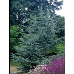 Libanon Ceder 'Glauca' Cedrus Libani 'Glauca' Potte 15 Liter,- 125-150 Cm. -Siriu Planter Butik mi5432 cedrus libani nana dfb6