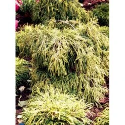 Trådcypres 'Filifera Sungold' Chamaecyparis Pisifera 'Filifera Sungold' Potte 2,0 Liter,- 30-40 Cm.