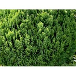 Ædelcypres 'Globosa' Chamaecyparis Lawsoniana 'Globosa' Potte 3,0 Liter,- 30-40 Cm. -Siriu Planter Butik mi5479 chamaecyparis laws globosa edab