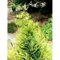 Ædelcypres 'Stardust' Chamaecyparis Lawsoniana 'Stardust' Potte 2,0 Liter,- 25-30 Cm. -Siriu Planter Butik mi5516 chamaecyparis laws stardust 74c9