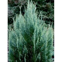 Ædelcypres 'White Spot Chamaecyparis Lawsoniana 'white Spot Med Klump,- 80-100 Cm. -Siriu Planter Butik mi5520 chamaecyparis laws white spot e5dd