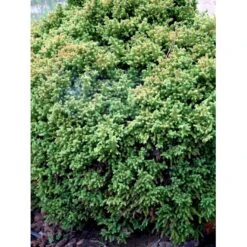 Japansk Kryptomeria 'Vilmoriniana' Cryptomeria Japonica 'Vilmoriniana' Potte 2,0 Liter,- 15-20 Cm. -Siriu Planter Butik mi5602 cryptomeria japonica vilmoriniana e556