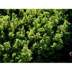 Japansk Kryptomeria 'Vilmoriniana' Cryptomeria Japonica 'Vilmoriniana' Potte 2,0 Liter,- 15-20 Cm. -Siriu Planter Butik mi5602 cryptomeria japonica vilmoriniana fead