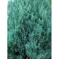 Kinesisk Enebær 'Stricta' Juniperus Chinensis 'Stricta' Potte 3,0 Liter,- 40-60 Cm. -Siriu Planter Butik mi5634 40 cm 2317