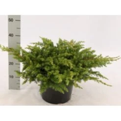 Strand Enebær 'Schlager' Juniperus Conferta 'Schlager' Potte 3,0 Liter,- 30-40 Cm. 7 Strand Enebær 'Schlager' Juniperus Conferta 'Schlager' Potte 3,0 Liter,- 30-40 Cm. -Siriu Planter Butik mi5662 juniperus conferta schlager 4cca