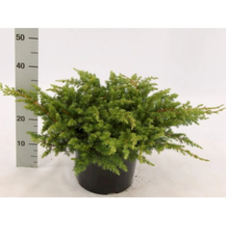 Strand Enebær 'Schlager' Juniperus Conferta 'Schlager' Potte 3,0 Liter,- 30-40 Cm. 5 Strand Enebær 'Schlager' Juniperus Conferta 'Schlager' Potte 3,0 Liter,- 30-40 Cm. - Billede 3