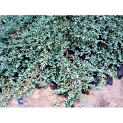 Krybende Enebær 'Icee Blue' Juniperus Horizontalis 'Icee Blue' Potte 3,0 Liter,- 25-30 Cm. -Siriu Planter Butik mi5675 juniperus horiz icee blue 8045