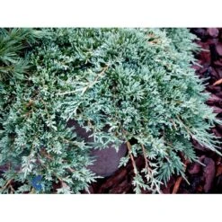 Krybende Enebær 'Icee Blue' Juniperus Horizontalis 'Icee Blue' Potte 3,0 Liter,- 25-30 Cm. -Siriu Planter Butik mi5675 juniperus horiz icee blue ad6c