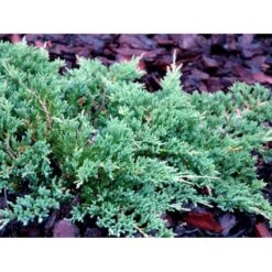 Krybende Enebær 'Prince Of Wales' Juniperus Horizontalis 'Prince Of Wales' Potte 2,0 Liter,- 20-25 Cm. -Siriu Planter Butik mi5680 juniperus horiz prince of wales d99b