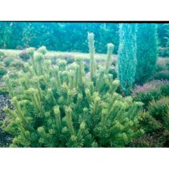 Bjergfyr 'Mughus' Pinus Mugo 'Mughus' Potte 7,5 Liter 40-60 Cm. -Siriu Planter Butik mi5788 pinus mugo var mughus 6287 1