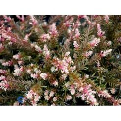 Sydtaks 'County Park Fire' Podocarpus 'County Park Fire' Potte 3,0 Liter,- 15-20 Cm. -Siriu Planter Butik mi5816 podocarpus county park fire db34