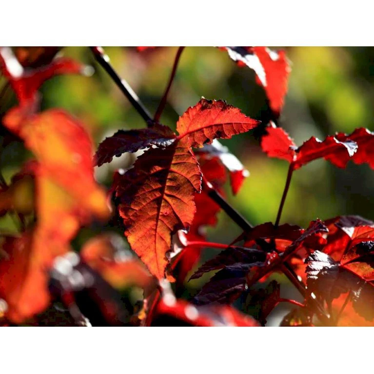 Ildløn Til Hæk Acer Ginnala 5 Liter Potte 10 Ildløn Til Hæk Acer Ginnala 5 Liter Potte - Billede 8