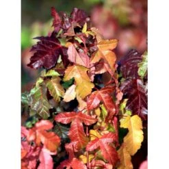 Ildløn Til Hæk Acer Ginnala 5 Liter Potte 16 Ildløn Til Hæk Acer Ginnala 5 Liter Potte -Siriu Planter Butik mi64 acer ginnala eecb