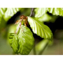 Almindelig Bøg / Bøgehæk Fagus Sylvatica Barrods. 3 års 80-100 Cm. -Siriu Planter Butik mi937 fagus sylvatica 0088