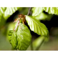 Almindelig Bøg / Bøgehæk Fagus Sylvatica Med Klump,- 150-175 Cm. -Siriu Planter Butik mi937 fagus sylvatica 0088 3