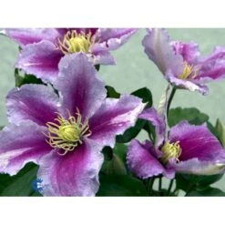 'Piilu' Clematis 'Piilu' Opbundet 60 Cm. 2 Liter Potte -Siriu Planter Butik mi9698 clematis piilu 32ec