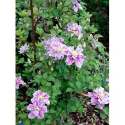 'Piilu' Clematis 'Piilu' Opbundet 60 Cm. 2 Liter Potte -Siriu Planter Butik mi9698 clematis piilu 62a1