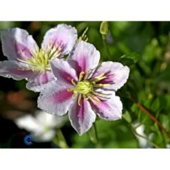 'Piilu' Clematis 'Piilu' Opbundet 60 Cm. 2 Liter Potte -Siriu Planter Butik mi9698 clematis piilu 9a8a