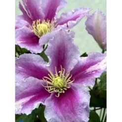 'Piilu' Clematis 'Piilu' Opbundet 60 Cm. 2 Liter Potte -Siriu Planter Butik mi9698 clematis piilu b307