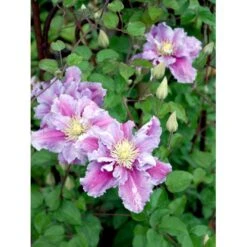 'Piilu' Clematis 'Piilu' Opbundet 60 Cm. 2 Liter Potte -Siriu Planter Butik mi9698 clematis piilu fa1f