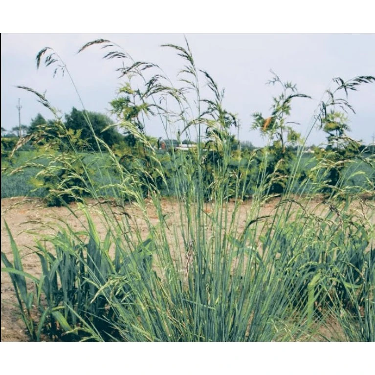 Alpehavre Helictotrichon Sempervirens 1 Liter Potte 3 Alpehavre Helictotrichon Sempervirens 1 Liter Potte